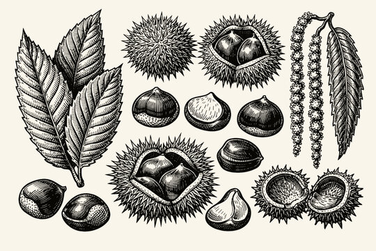 Vintage botanical engraving of chestnut tree elements including fruit nuts husks catkins and serrated leaves. Hand drawn woodcut style illustration of Castanea sativa for autumn harvest design.