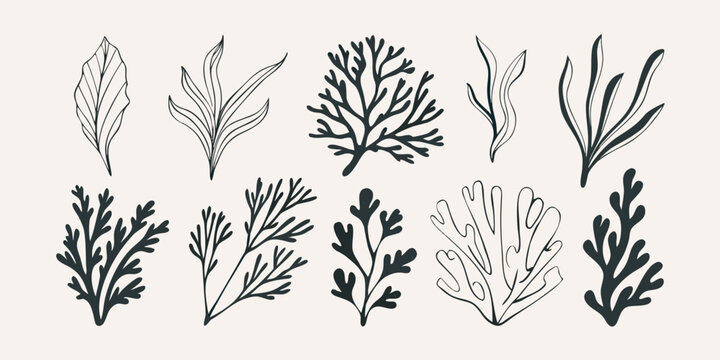 Hand Drawn Seaweed Collection Black Line Art Marine Plants