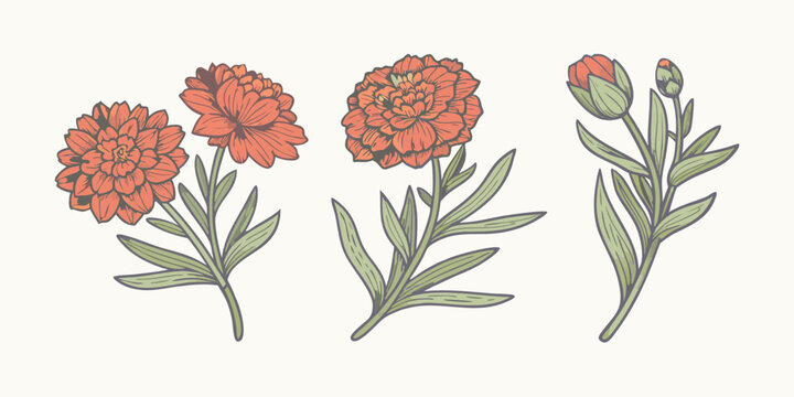 Floral illustration of carnation flowers with stems and leaves