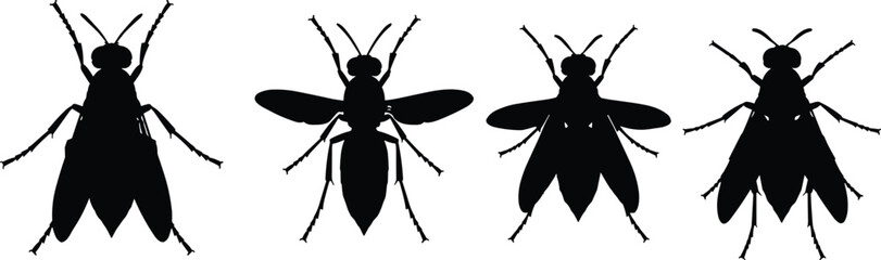 Hornet insect silhouette vector illustration. Various hornet poses in a clean design for pest control, biology, and entomology studies. © Olivia