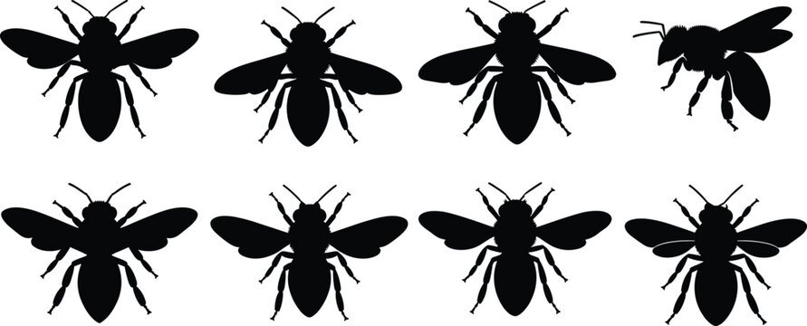Vector silhouettes of honeybee insect in various flying poses. Detailed design of honeybee for environmental, nature, and biology projects.