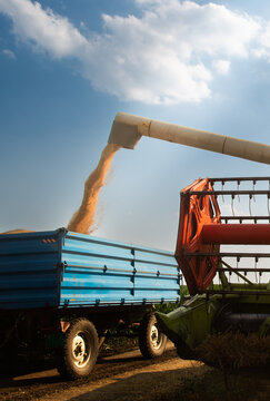 Modern harvester loading off wheat on tractor trailers.