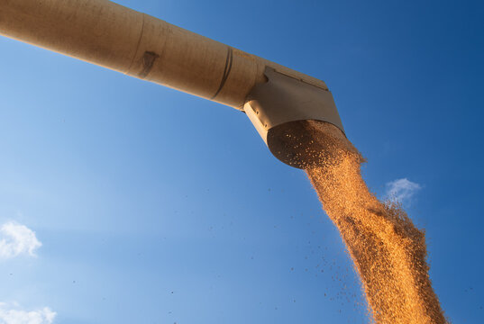 Modern harvester loading off wheat on tractor trailers.