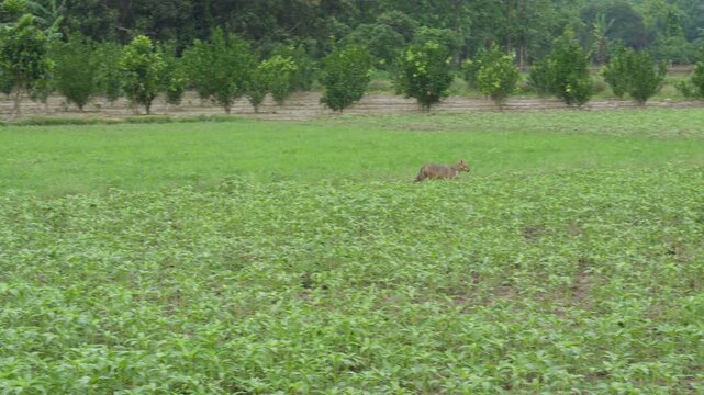 Golden Jackal Running in Agricultural Field