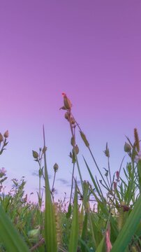 Meadow Wild Flowers During Sunset Time Lapse, Time-lapse. Slider Hyperlapse. Meadow