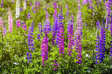 Fototapeta premium Field of purple lupines on a summer morning near Serpukhov town, Moscow region of Russia