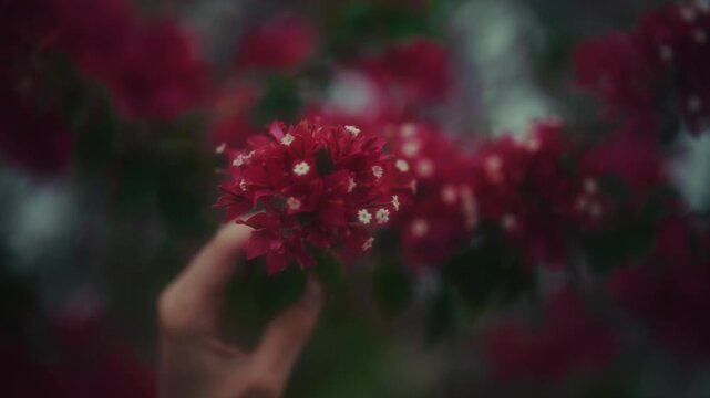 Woman With Flowers. Woman In Garden Delicately Smelling Vibrant Red Flowers With Soft Aesthetic
