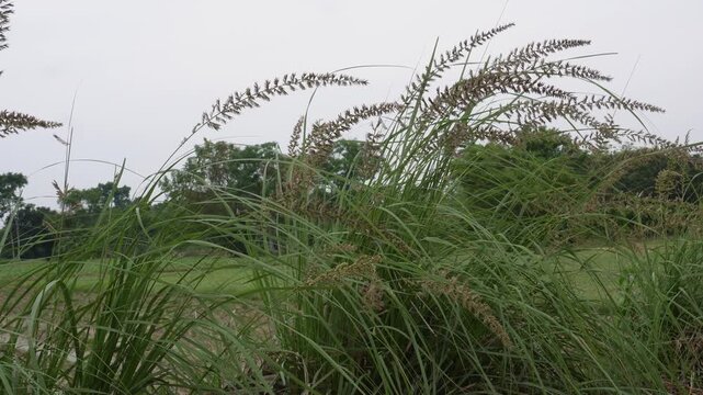 Halfa grass, salt reed grass or Kusha grass