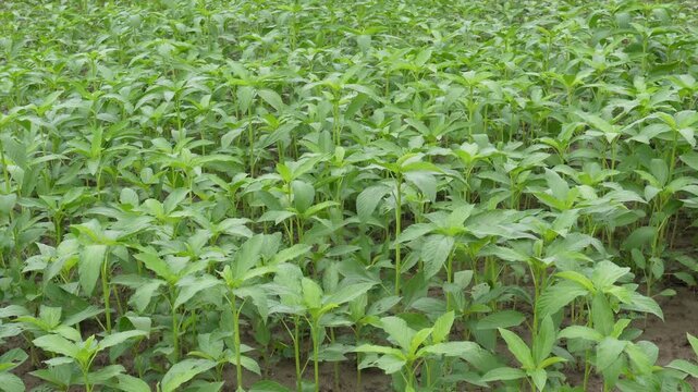 Green Jute Crop Field Cultivated for Natural Fiber