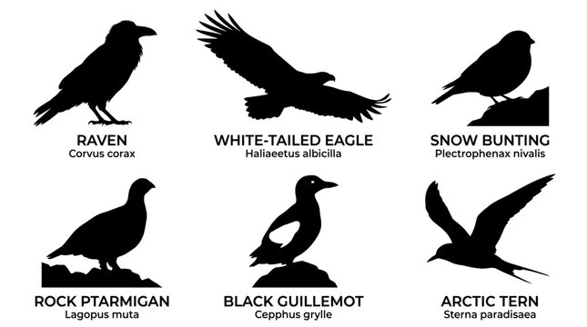 black and white vector silhouette set of traditional greenland birds.