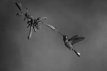 Obraz premium Mono female purple-bibbed whitetip near Cape fuchsia
