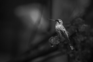 Obraz premium Mono female purple-bibbed whitetip perches on twig