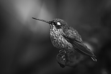 Obraz premium Mono female purple-bibbed whitetip perching on twig