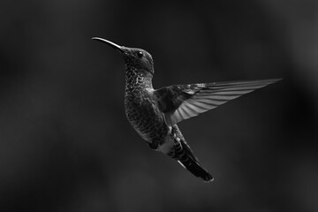 Obraz premium Mono female white-necked jacobin hovers with bokeh