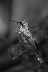 Obraz premium Mono female purple-bibbed whitetip splashed by water