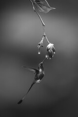 Fototapeta premium Mono male white-booted racket-tail under flower drinking