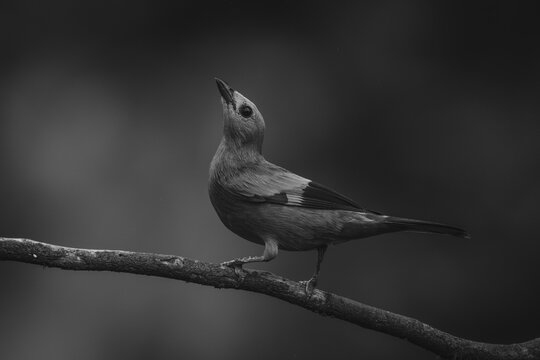 Mono palm tanager looking up from branch