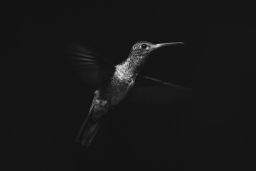 Fototapeta premium Mono rufous-tailed hummingbird spreading wings in sunlight