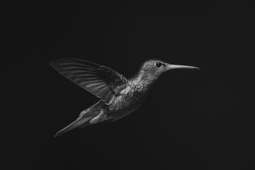 Fototapeta premium Mono rufous-tailed hummingbird in sunshine in profile