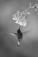 Fototapeta premium Mono velvet-purple coronet hovers drinking under flowers