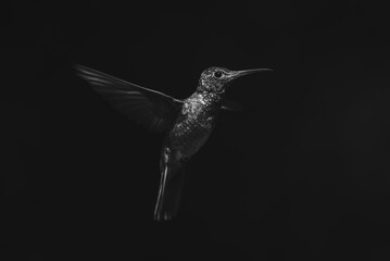 Fototapeta premium Mono rufous-tailed hummingbird spreading wings in sunshine