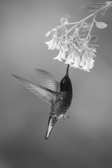 Fototapeta premium Mono velvet-purple coronet hovers drinking beneath flowers