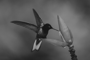 Fototapeta premium Mono velvet-purple coronet flaps wings on flower