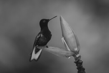 Obraz premium Mono velvet-purple coronet lifts beak on flower