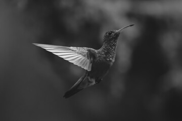 Obraz premium Mono rufous-tailed hummingbird hovers against bokeh background