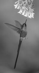 Obraz premium Mono violet-tailed sylph hovers drinking from flowers