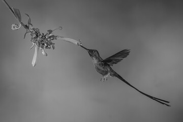 Obraz premium Mono violet-tailed sylph hovers drinking from fuchsia