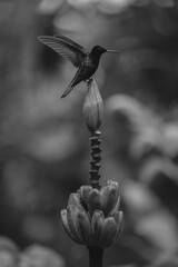 Obraz premium Mono velvet-purple coronet lifts wings on flower