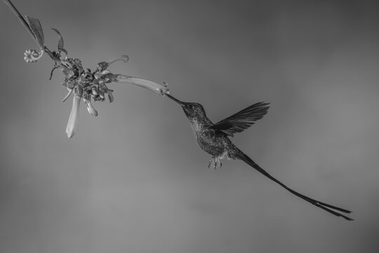 Mono violet-tailed sylph hovers drinking from fuchsia
