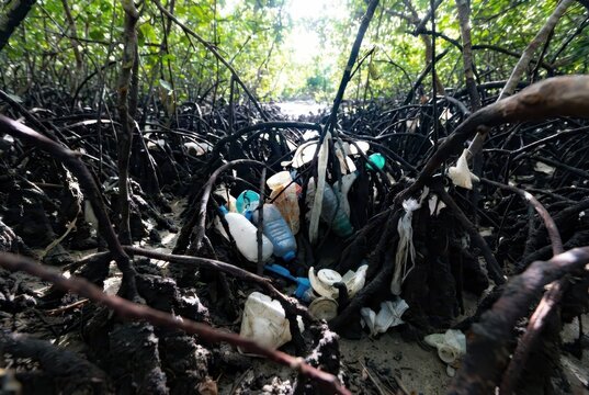 Plastic waste entangled in mangrove roots, highlighting environmental pollution and ecological damage.