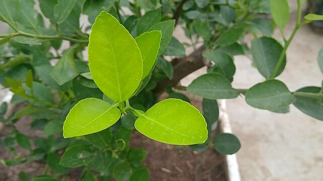 Video for green lemon leaf.