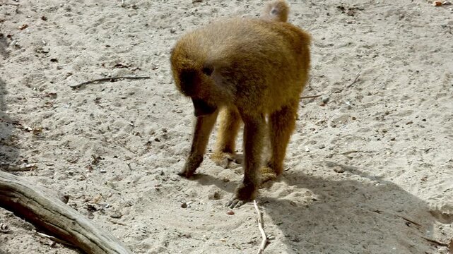 Two baboons interact on sandy ground, one walking while the other examines the ground, showcasing their natural behavior in a wildlife setting
