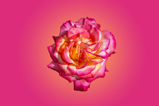 Rosa bicolor rosa y amarilla aislada sobre fondo degradado rosa vibrante.