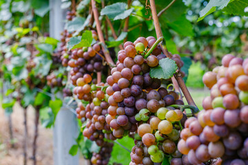 Fototapeta premium Grapes hang on vines in a vineyard during late summer under blue sky and sunlight