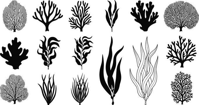 Seaweed silhouettes vector set, underwater marine plants collection, ocean algae black isolated illustration&rdquo;