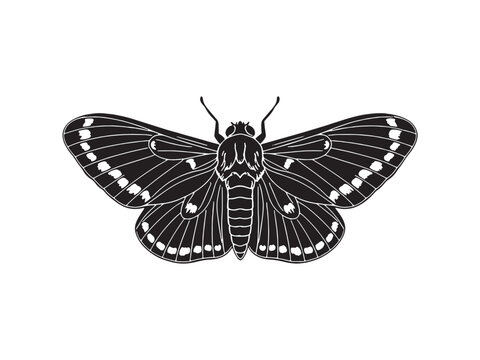 Black and white butterfly icon, insect illustration, moth graphic, vector silhouette