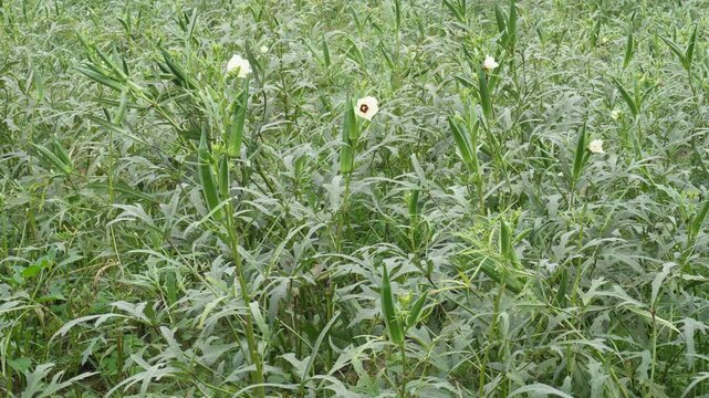 Fresh Green Okra Field in Natural Farm 