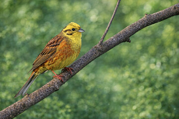 Obraz premium a bright yellow bird with brown-streaked wings perched calmly on a tree branch.