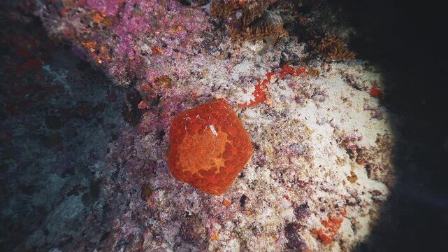 Divers shine a lantern deep underwater. Night diving in the Red sea near Egypt. Underwater landscape, red giant star, rocky pinnacles, canyons, walls and caves. Beautiful array of marine life ready