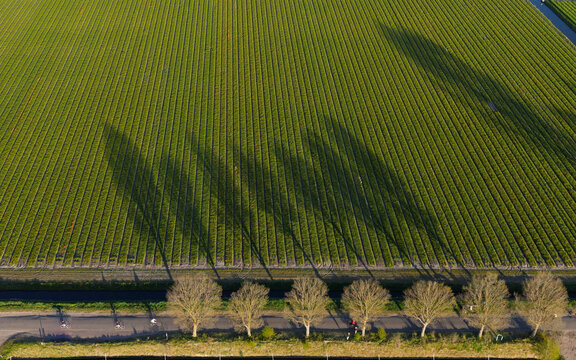 Aerial view of a vast green agricultural field with long tree shadows cast across the rows and cyclists riding along a roadside lined with leafless trees.
