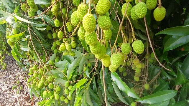 Video of green litchi in India.