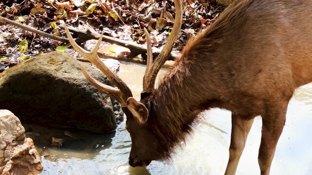 Sambar deer with large antlers drinking from forest pond in wild landscape.
