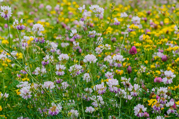 Fototapeta premium Wildflowers bloom in a sunny meadow during spring near a rural area