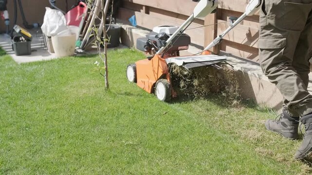 A man uses a professional gasoline scarifier to remove moss and thatch from a green lawn in a private house backyard.
