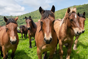 Fototapeta premium Mares in a meadow looking at the camera. Burguete breed