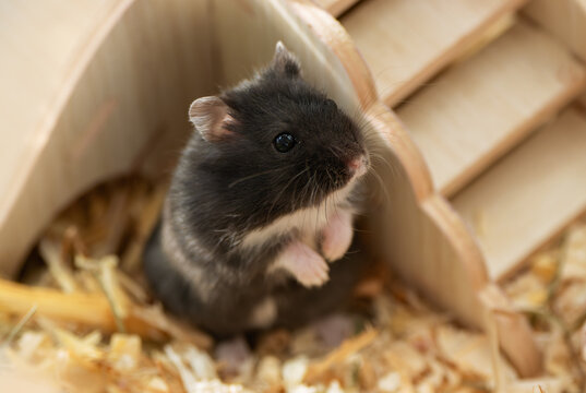 Adorable tiny black hamster with white paws looking up with interest. Dwarf hamster, active pet behavior, high-quality enrichment for small rodents, pet supply branding